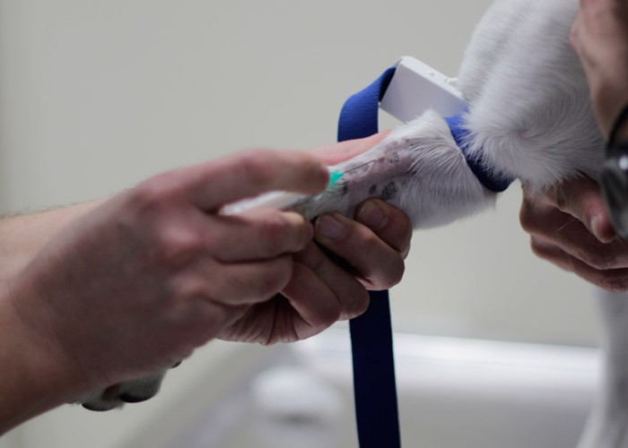 Αιμοληψία σκύλου