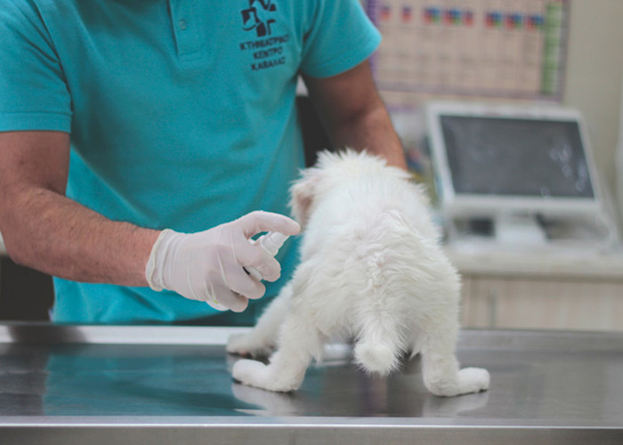 Αποπαρασίτωση σκύλου