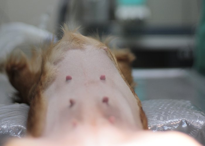 Χειρουργική επέμβαση σκύλου