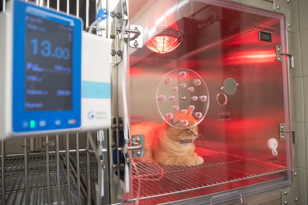 νοσηλεία και εντατική φροντιδα