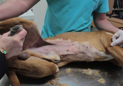 Δερματοπάθεια από μύκητα